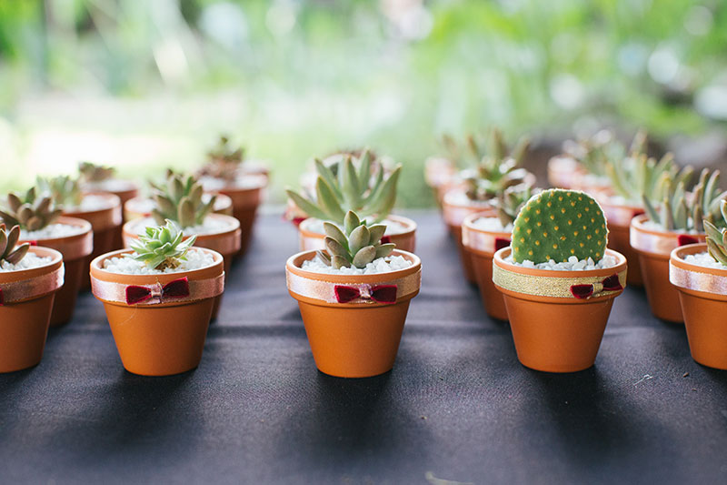 succulents in tiny pots for wedding favours